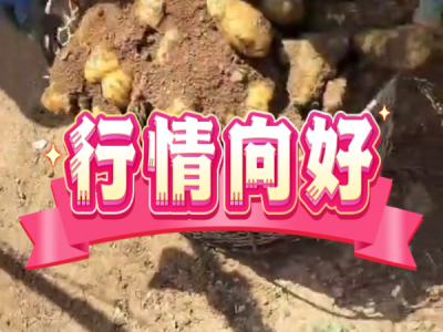 4月26日 安丘黑埠子（行情向好） ()