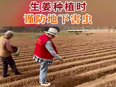 生姜种植时谨防地下害虫 ()