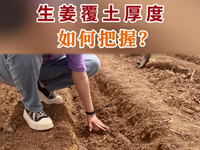 生姜覆土厚度如何把握？ ()