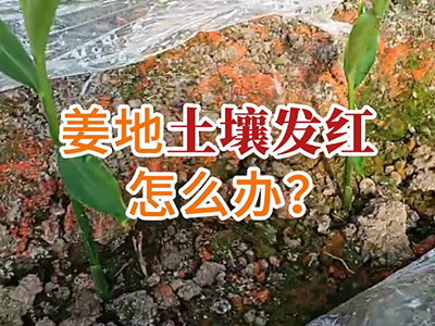 姜地土壤发红怎么办？ ()