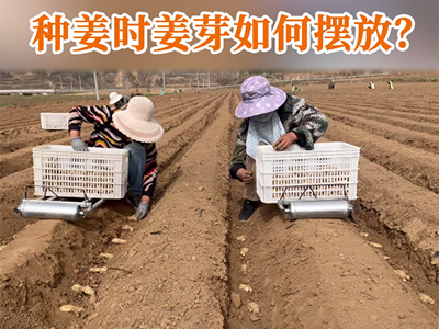种姜时姜芽如何摆放？ ()