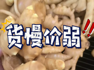 4月26日 生姜价格行情（货慢价弱） ()