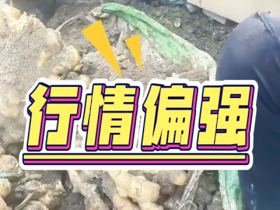 4月28日 安丘黑埠子（行情偏强） ()