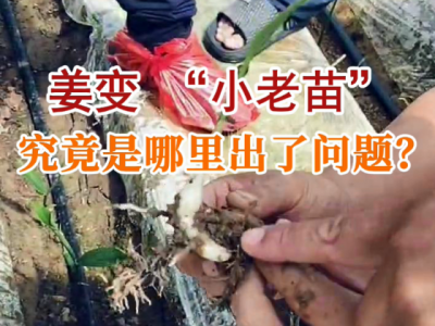 姜变“小老苗”究竟是哪里出了问题？ ()