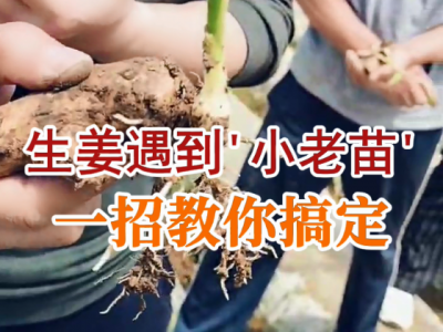 生姜遇到“小老苗”一招教你搞定 ()