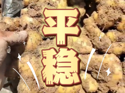 4月29日 安丘黑埠子（平稳） ()