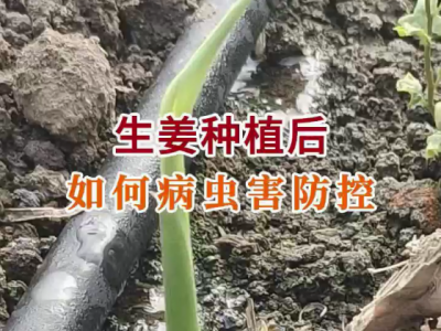 生姜种植后 如何病虫害防控？ ()