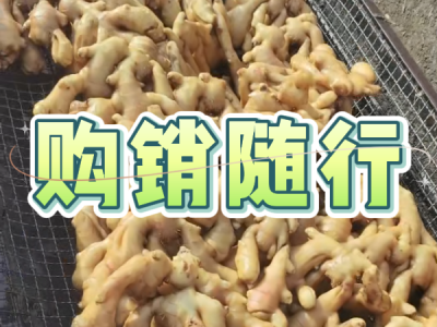 4月29日 生姜价格行情（购销随行） ()