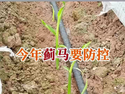 今年蓟马要防控 ()