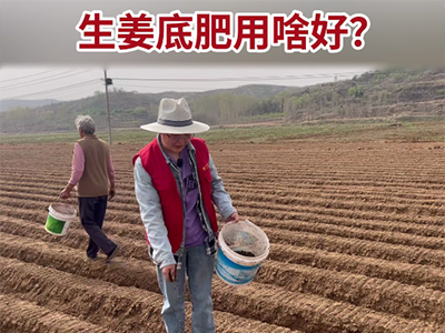 生姜底肥用啥好？ ()