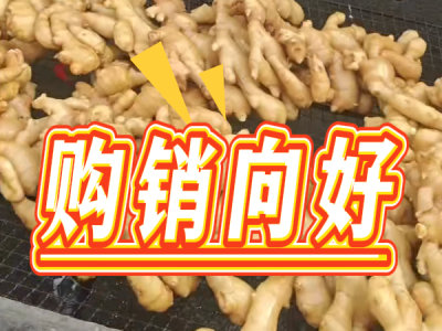 4月30日 生姜价格行情（购销向好） ()