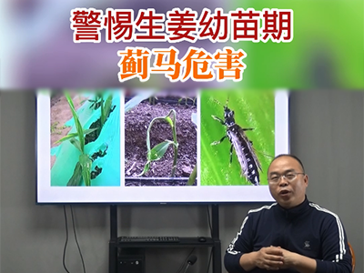 警惕生姜幼苗期蓟马危害 ()
