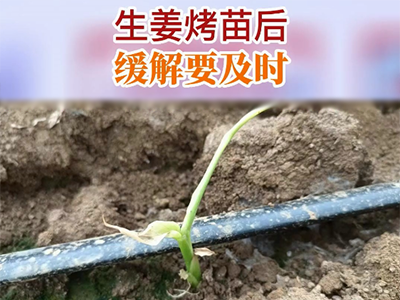 生姜烤苗后 缓解要及时 ()