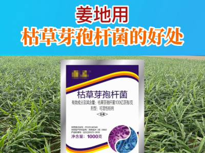 姜地用枯草芽孢杆菌的好处 ()