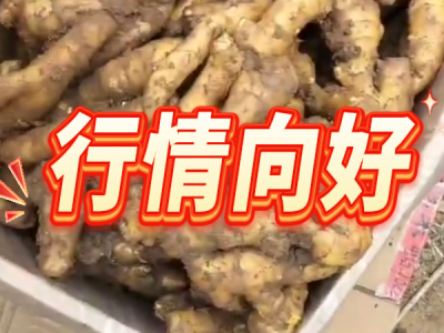 5月3日 安丘黑埠子（行情向好） ()