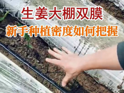 生姜大棚双膜新手种植密度如何把握？ ()