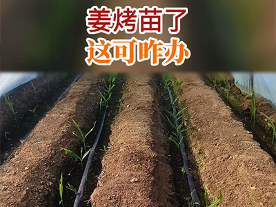 姜烤苗了，这可咋办？ ()