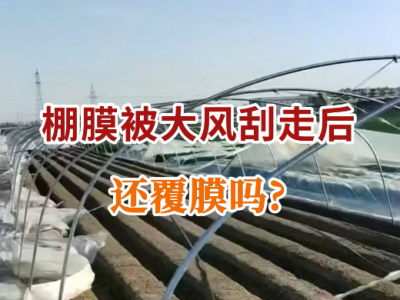 棚膜被大风刮走后还覆膜吗？ ()