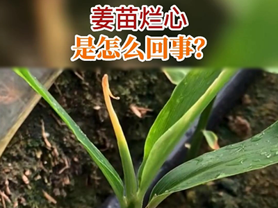 姜苗烂心是怎么回事？ ()