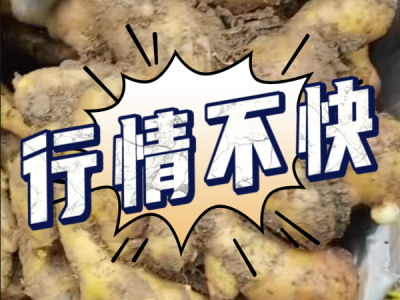 5月5日 安丘黑埠子（行情不快） ()