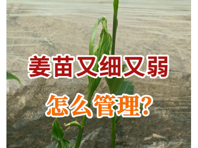 姜苗又细又弱怎么管理？ ()