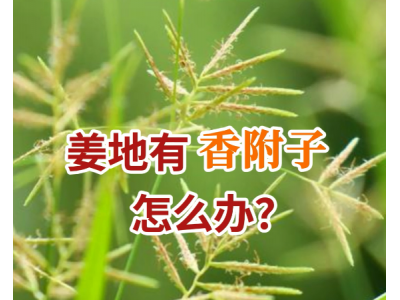 姜地有香附子怎么办？ ()