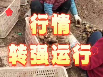 5月6日 安丘黑埠子（行情转强运行） ()