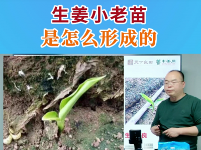 生姜小老苗是怎么形成的？ ()