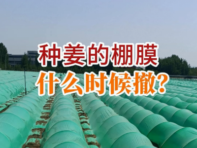 种姜的棚膜什么时候撤？ ()