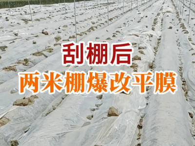 刮棚后两米棚爆改平膜 ()