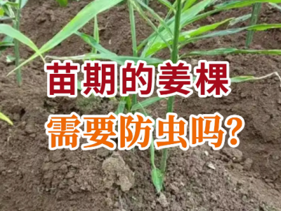 苗期的姜棵需要防虫吗？ ()