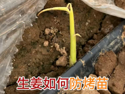 生姜如何防烤苗？ ()