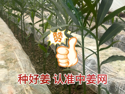 中姜网·植保小组 河南苗情技术指导 ()