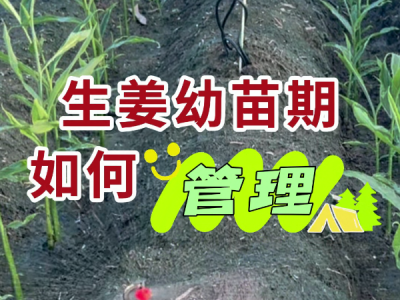 生姜幼苗期如何管理？ ()