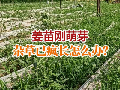 姜苗刚萌芽杂草已疯长怎么办？ ()