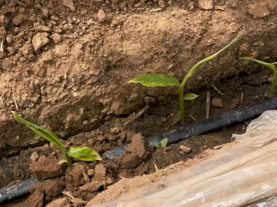 种植生姜留选姜种很关键 ()