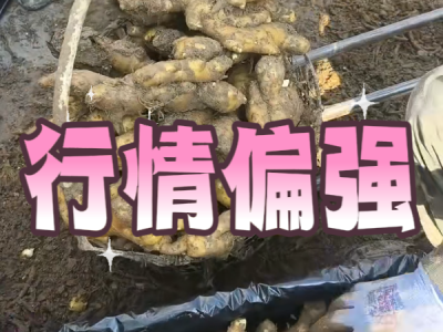 5月10日 安丘黑埠子（行情偏强） ()