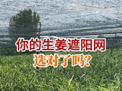 你的生姜遮阳网选对了吗？ ()