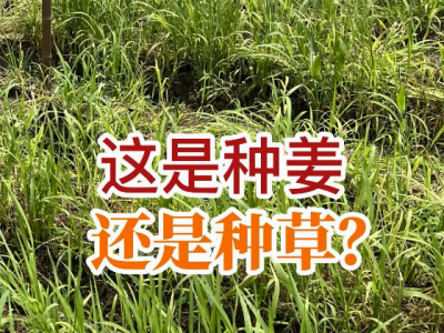这是种姜还是种草？ ()