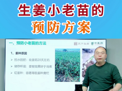 生姜小老苗的预防方案 ()