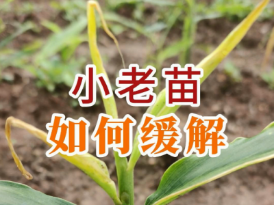 小老苗如何缓解？ ()