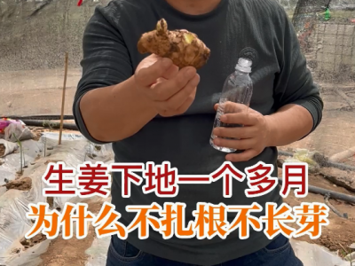 生姜下地一个多月 为什么不扎根不长芽？ ()