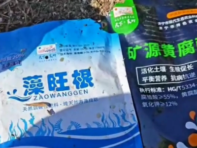 湖南姜友提苗壮根有妙招 ()
