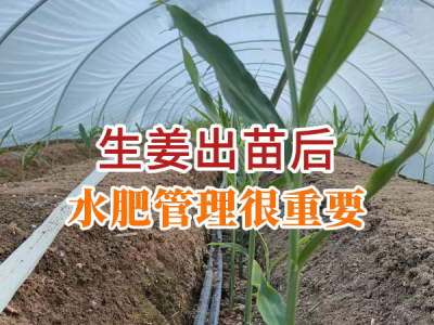 生姜出苗后 水肥管理很重要 ()