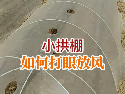 小拱棚如何打眼放风？ ()