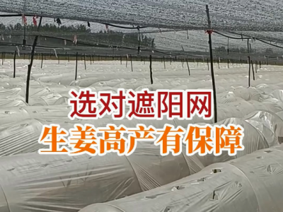 选对遮阳网 生姜高产有保障 ()