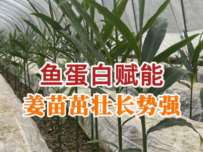鱼蛋白赋能 姜苗茁壮长势强 ()