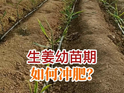 生姜幼苗期如何冲肥？ ()