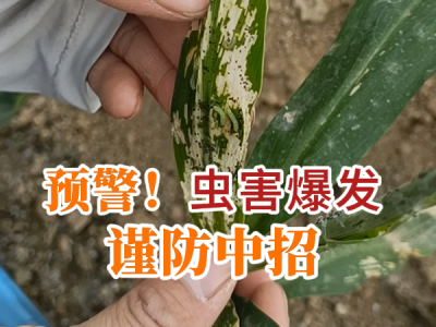 预警！虫害爆发！谨防中招！ ()