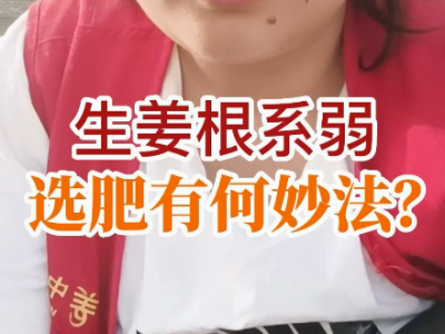 生姜根系弱 选肥有何妙法？ ()